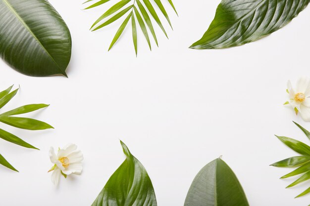 Composición floral Hojas verdes de plantas, helechos, flores hermosas contra el marco blanco de forma de pared, espacio en blanco en el centro de la toma para su contenido o información promocional