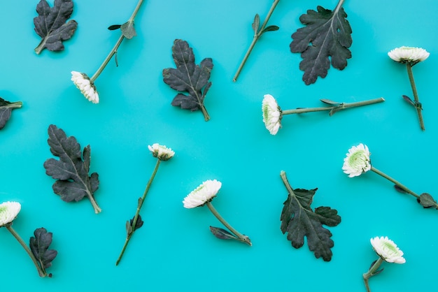 Composición con flores blancas y hojas sobre fondo azul