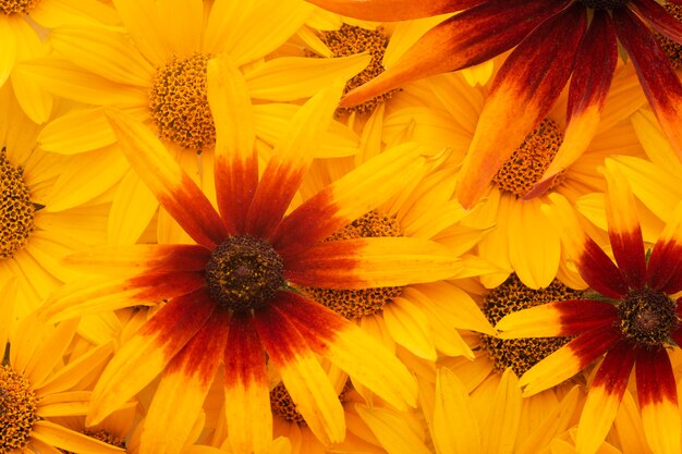 Composición de fondo de flores hermosas