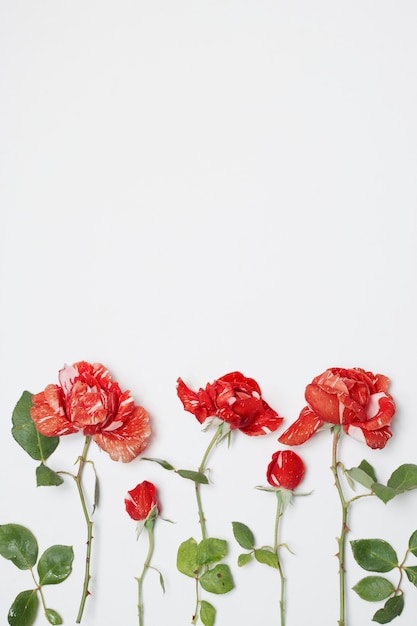 Composición de hermosas flores rojas.
