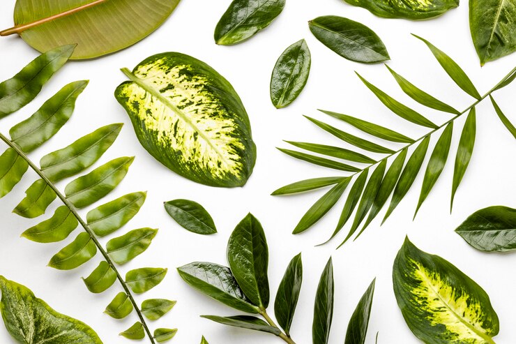 Foto gratuito composición de hojas verdes laicas planas