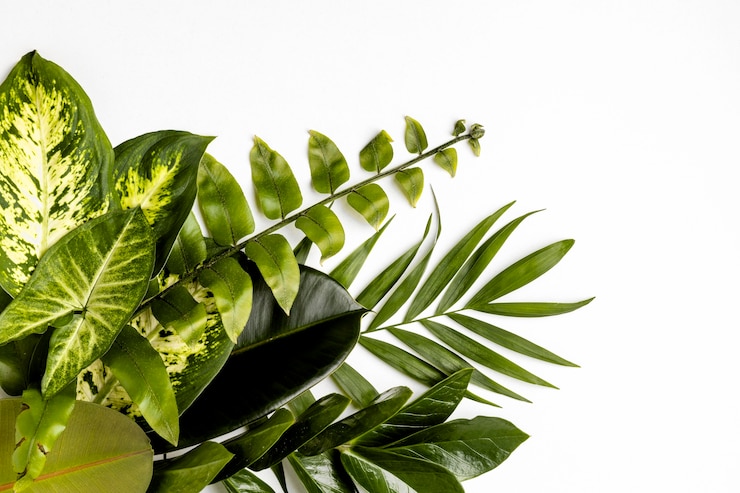 Foto gratuito composición de las hojas verdes planas