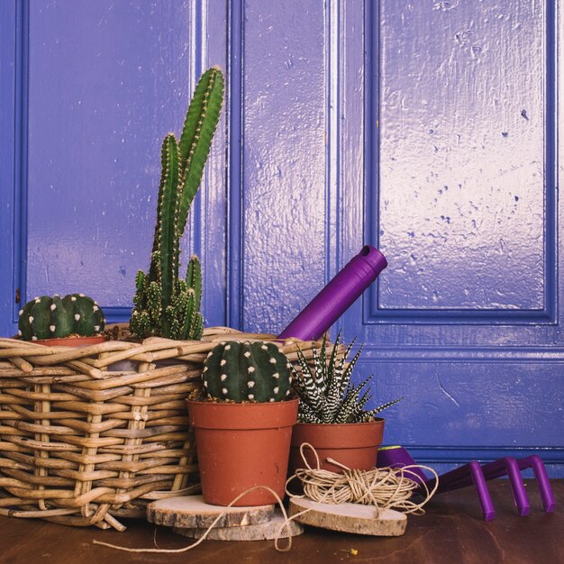 Composición de jardinería con algunos cactus