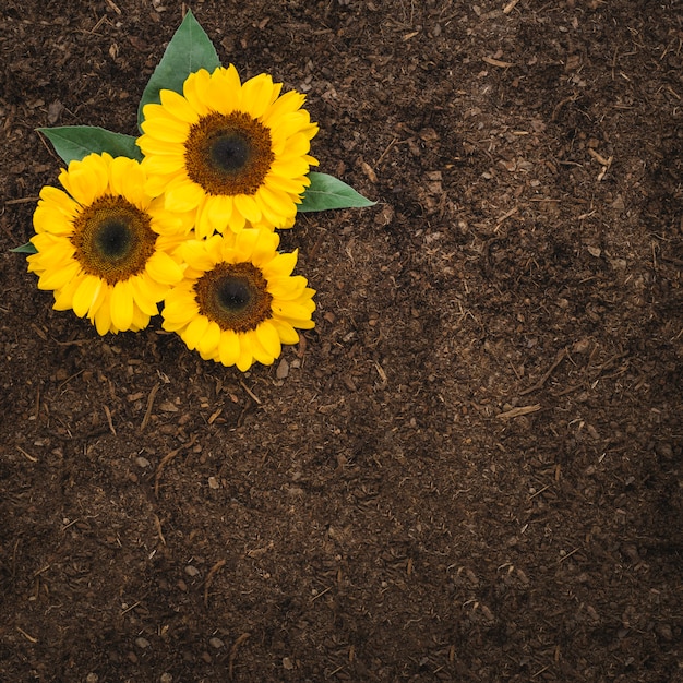 Composición de jardinería con girasoles y espacio en tierra