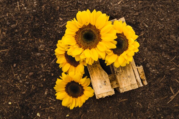 Composición de jardinería con girasoles y madera