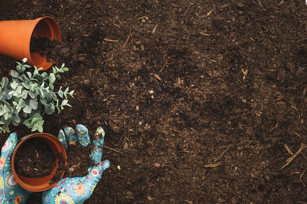 Composición de jardinería con manos plantando y espacio a la derecha