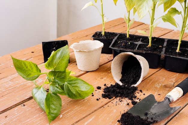 Composición de jardinería sobre la mesa.