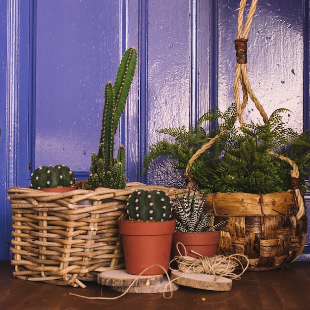 Composición de jardinería con varios cactus