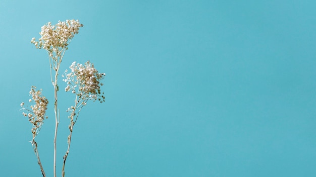 Composición mínima de planta natural sobre un fondo monocromático