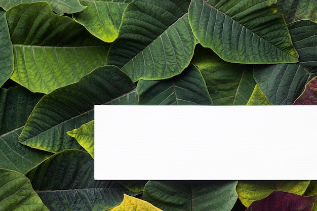 Composición plana laicos de hojas verdes con tarjeta blanca