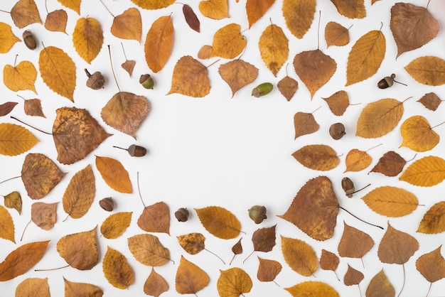 Composición redonda con hojas marchitas y bellotas