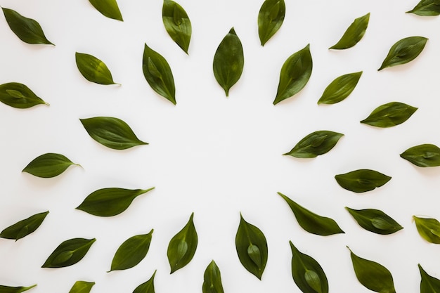 Composición simétrica flat lay de hojas
