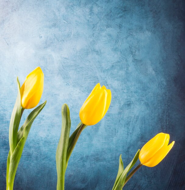 Composición de tulipanes colocados en el escritorio azul