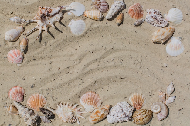 Foto gratuita composición veraniega con arena y conchas marinas