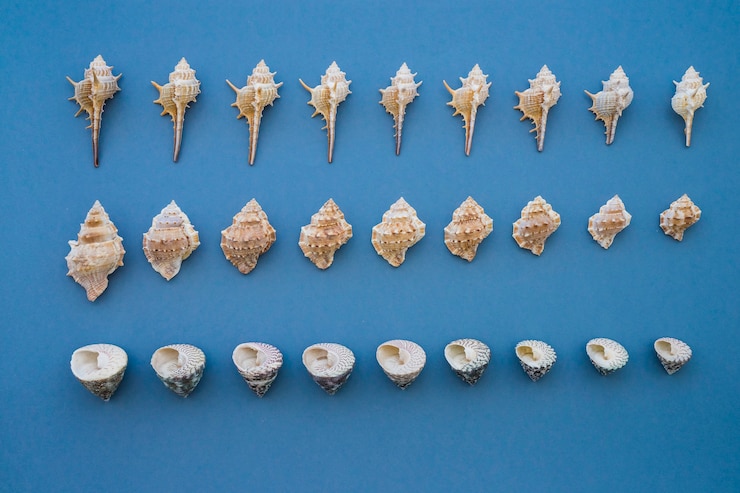 Foto gratuito composición veraniega con conchas marinas en diferentes tamaños