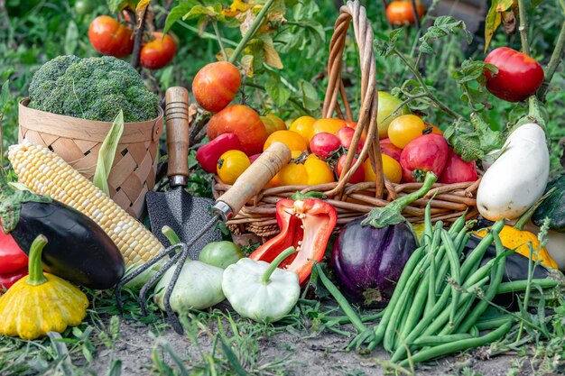 Foto gratuita composición de verduras frescas en un fondo borroso de huerto