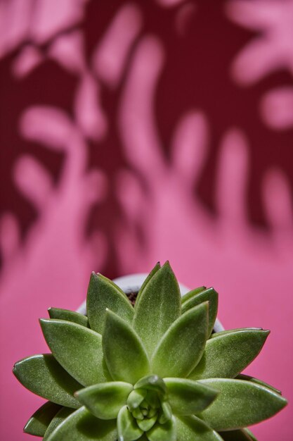 La composición de la vista superior con una sola planta suculenta de hoja perenne es la planta de sombra dura Eichveria es Eichveria de las sombras suaves de la planta Monstera Philodendron sobre un fondo rosa