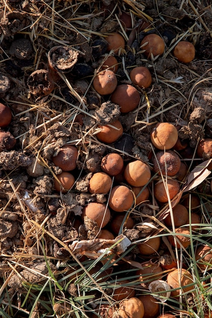 Foto gratuita compost concepto de naturaleza muerta