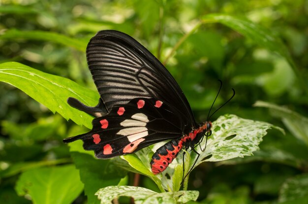 Común rosa de mariposa celebración de la hoja en el jardín