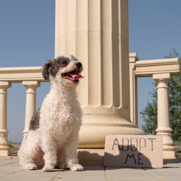 Concepto de adopción de mascotas con lindo perro