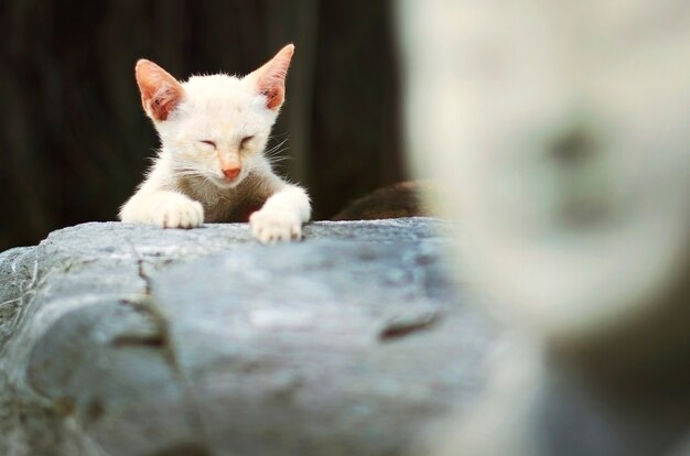 Concepto adorable del animal del gatito del gato