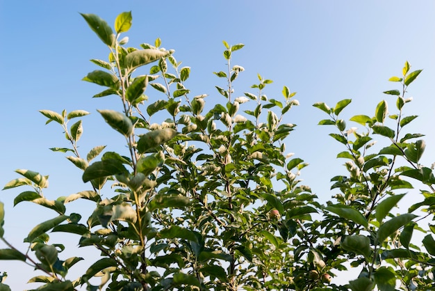 Concepto de agricultura con ángulo bajo de plantas