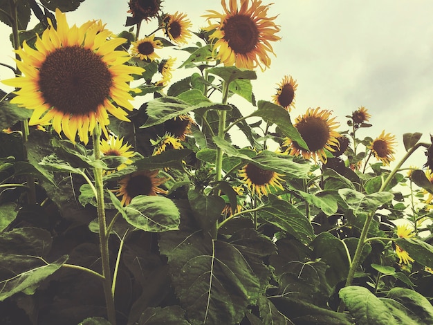 Concepto de la agricultura del campo del girasol