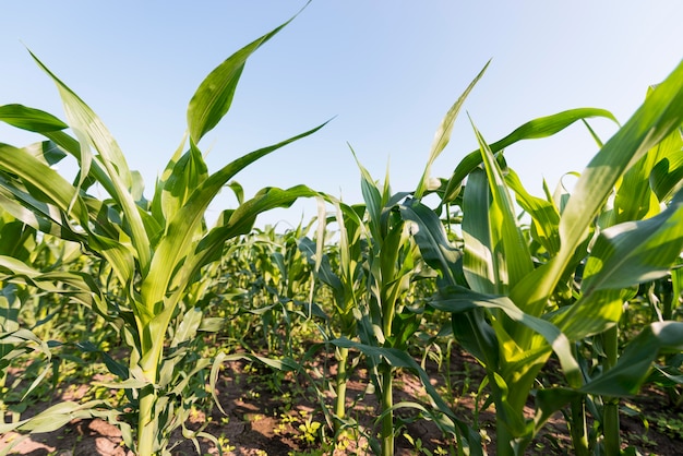 Foto gratuita concepto de agricultura de campo de maíz