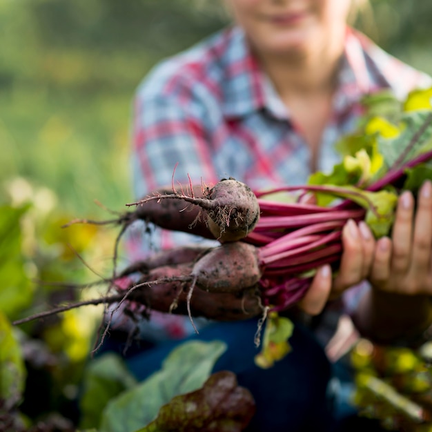 Concepto de agricultura ecológica con verduras