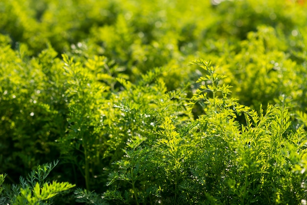 Concepto de agricultura orgánica de campo de plantas