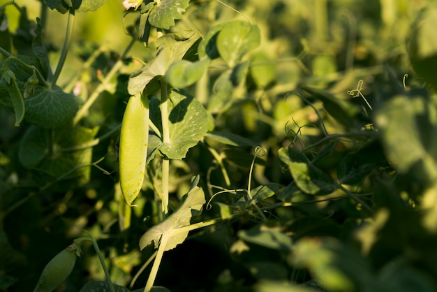 Concepto de agricultura saludable de campo de plantas