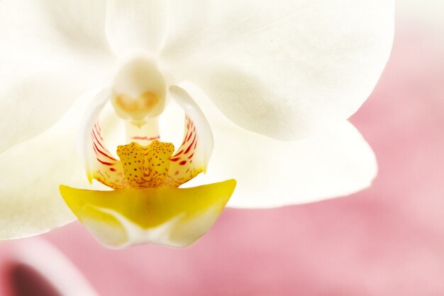 Concepto Del Balneario. Flor blanca hermosa de la orquídea en fondo púrpura rosado. Horizontal. Espacio De La Copia.