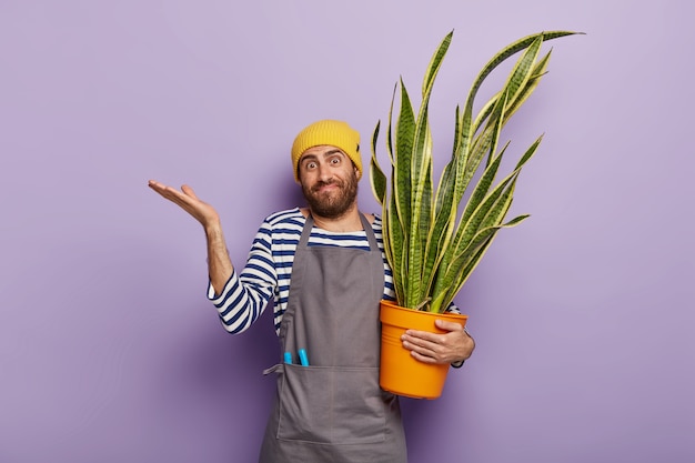 Concepto de botánica y jardinería. El cultivador de flores dudoso sostiene una planta de serpiente suculenta verde en maceta