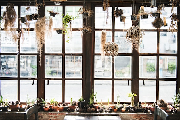 Concepto botánico del interior de la naturaleza del Houseplant