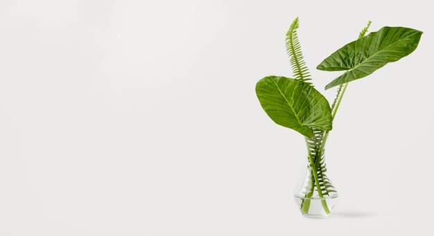 Concepto botánico de vista frontal con espacio de copia