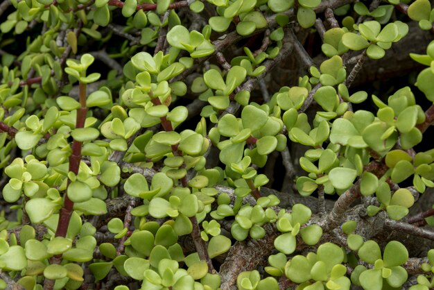 Concepto botánico vivo de primer plano