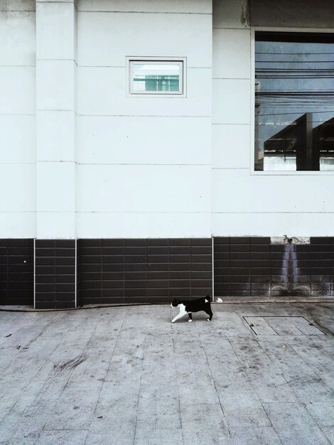 Concepto de la ciudad de Cat Walking sin hogar