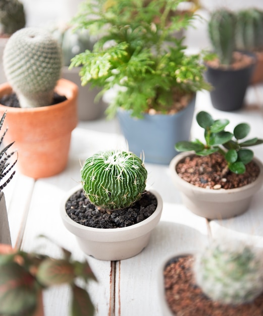 Foto gratuita concepto de la conservación ambiental de la naturaleza del pote del árbol de la planta del cactus