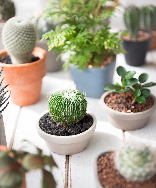 Concepto de la conservación ambiental de la naturaleza del pote del árbol de la planta del cactus