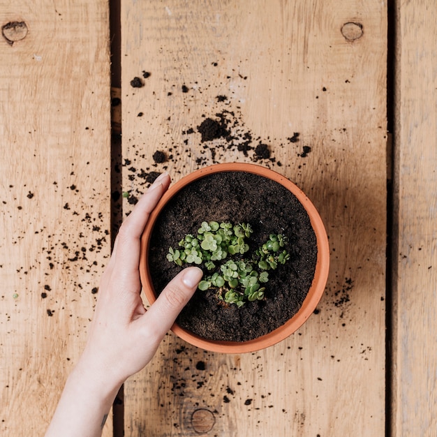 Concepto creativo flat lay de jardinería