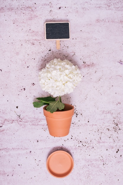 Foto gratuita concepto creativo flat lay de jardinería