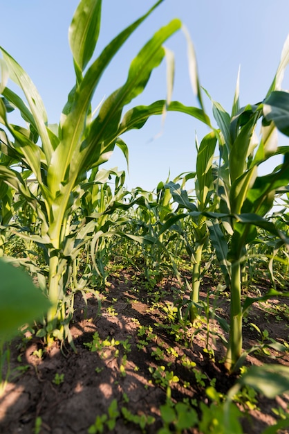 Foto gratuita concepto de cultivo de campo de maíz