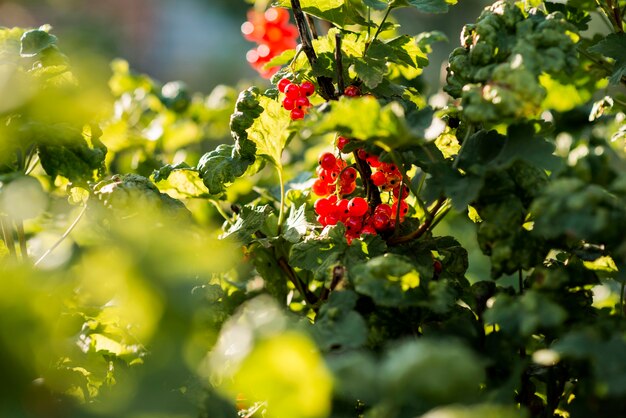 Concepto de cultivo orgánico de planta de baya roja