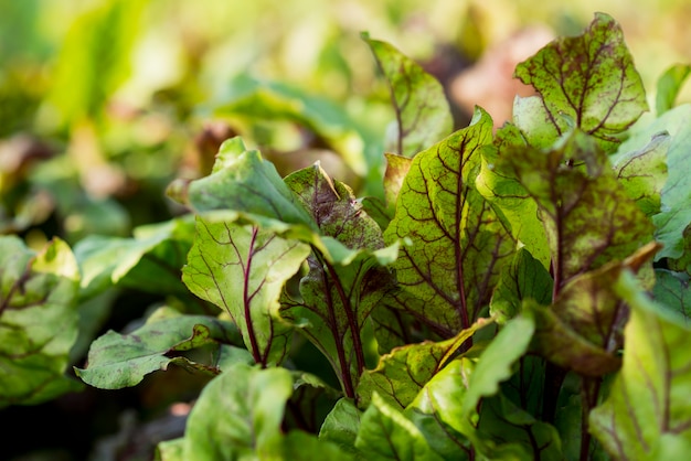 Concepto de cultivo de plantas orgánicas