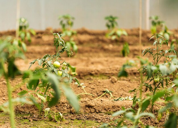 Concepto de cultivo con plantas de tomate.