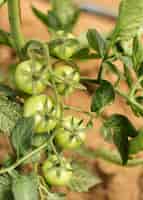 Foto gratuita concepto de cultivo con tomates verdes