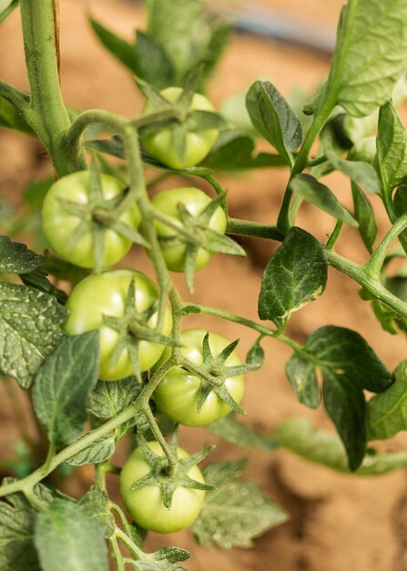 Concepto de cultivo con tomates verdes