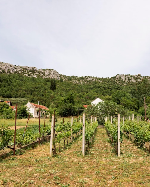 Concepto de cultivo con viñedo