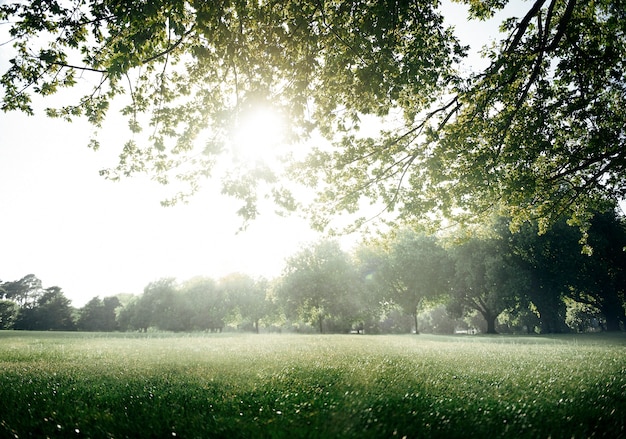 Concepto escénico del ambiente del parque verde del campo