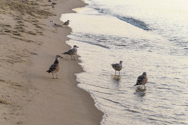 Concepto de estilo de vida de playa hermosa